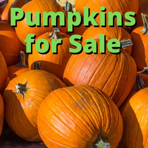 Pumpkins for Sale - Rounds Ranch