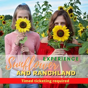 Sunflower-Experience