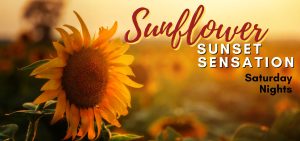 Sunflower Sunset Sensation