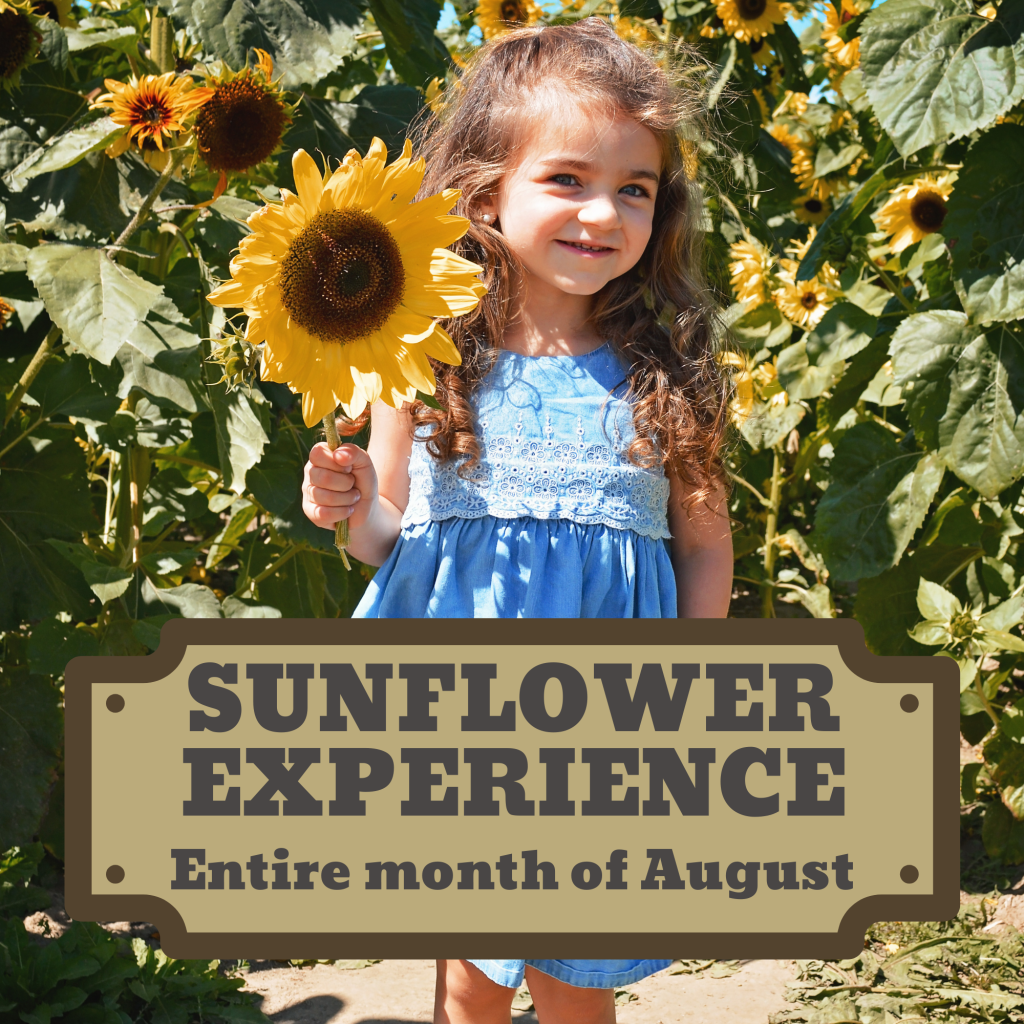 Sunflower Experience Opens August 1sr