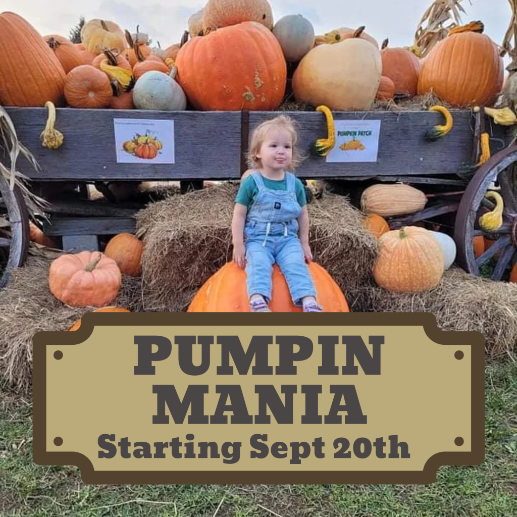 Pumpkin Mania Starting Sept 20th