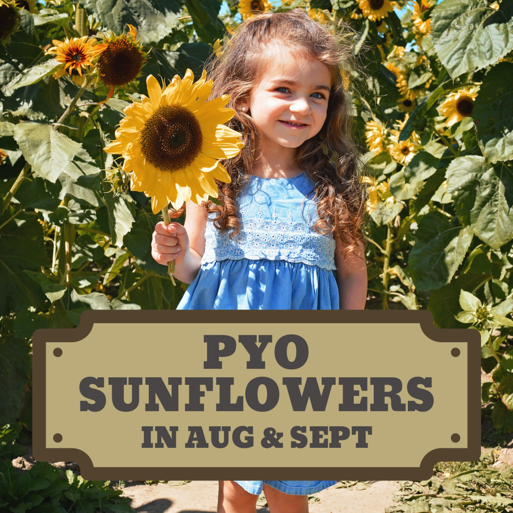 Sunflower Experience