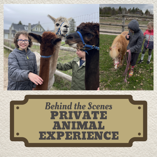 Animal Experience